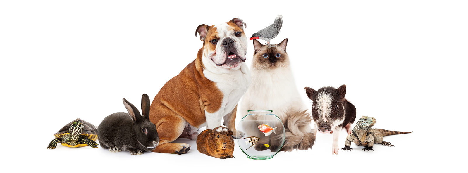 Shop pet products – wholesale supplies for dogs, cats, and small animals