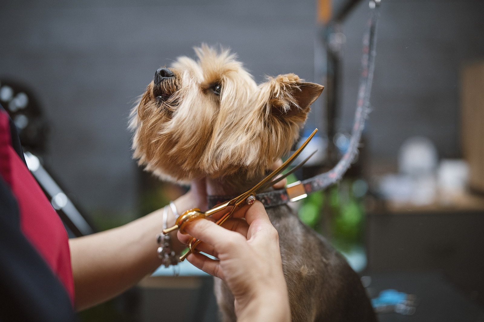 Professional pet grooming – stylist trimming a happy dog’s fur