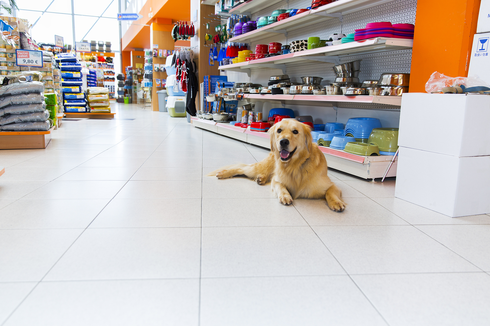 Busy pet store – wide range of pet products displayed for customers