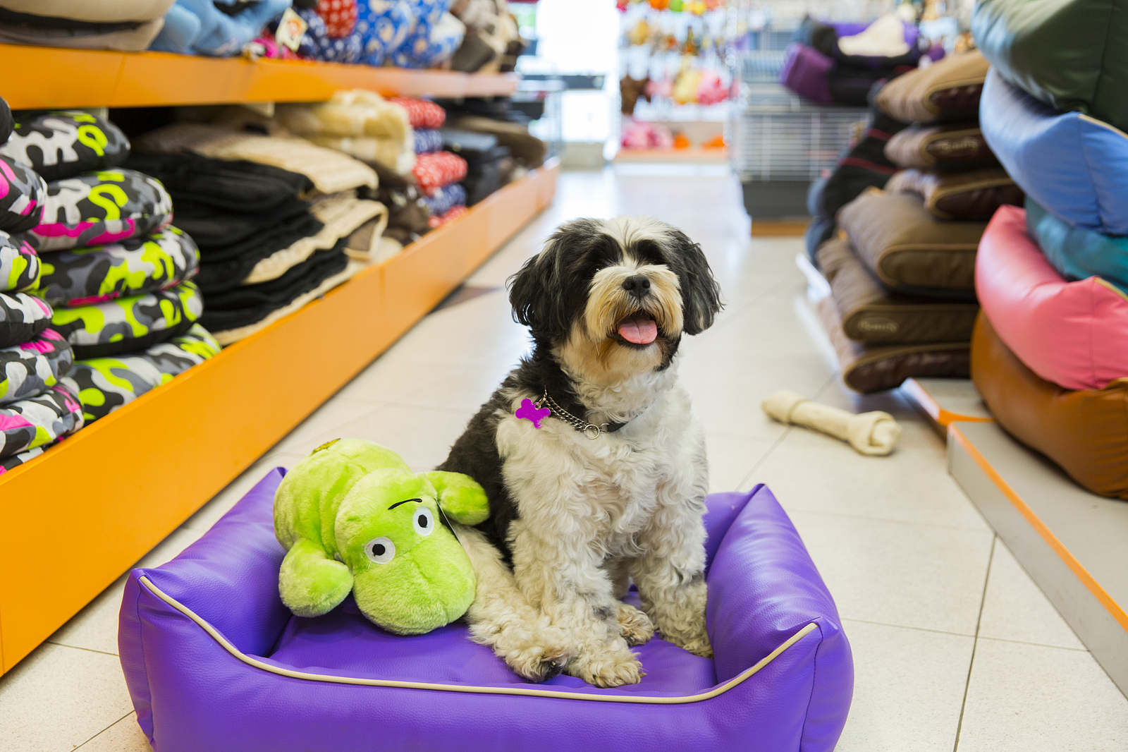 Cozy pet store interior – friendly staff assisting customers with pet supplies