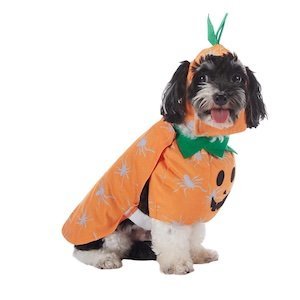 Dog clothing – jackets, sweaters, and seasonal outfits for dogs