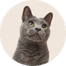 Cat supplies category – beds, toys, trees, and more