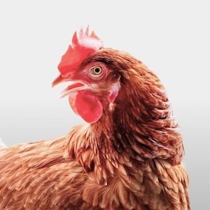 Chicken supplies – coops, feeders, waterers, and poultry care tools