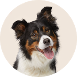 Dog supplies category – leashes, apparel, toys, and beds