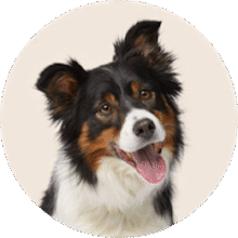 Dog supplies category – leashes, apparel, toys, and beds