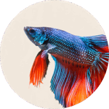 Fish supplies category – tanks, filters, and aquarium accessories
