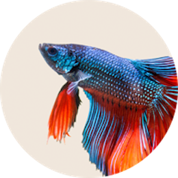 Fish supplies category – tanks, filters, and aquarium accessories