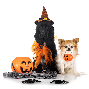 Halloween pet supplies – spooky costumes, toys, and themed accessories