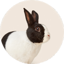 Small pet supplies – for rabbits, hamsters, and more
