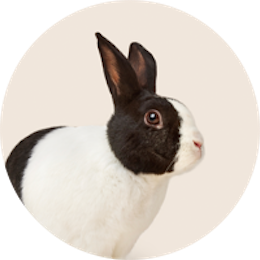 Small pet supplies – for rabbits, hamsters, and more