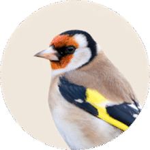 Bird supplies category – cages, feeders, and accessories