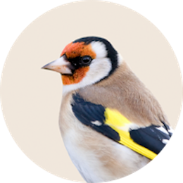 Bird supplies category – cages, feeders, and accessories