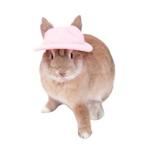 Rabbit supplies – hutches, feeders, toys, and grooming tools