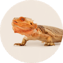 Reptile supplies category – terrariums, heating lamps, and decor