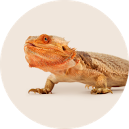 Reptile supplies category – terrariums, heating lamps, and decor