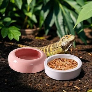 Terrarium accessories – tools, thermometers, and habitat essentials for reptiles