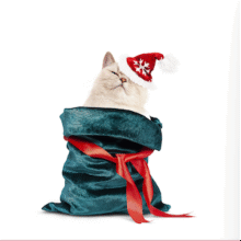 Seasonal pet collection – holiday-themed toys, clothes, and accessories