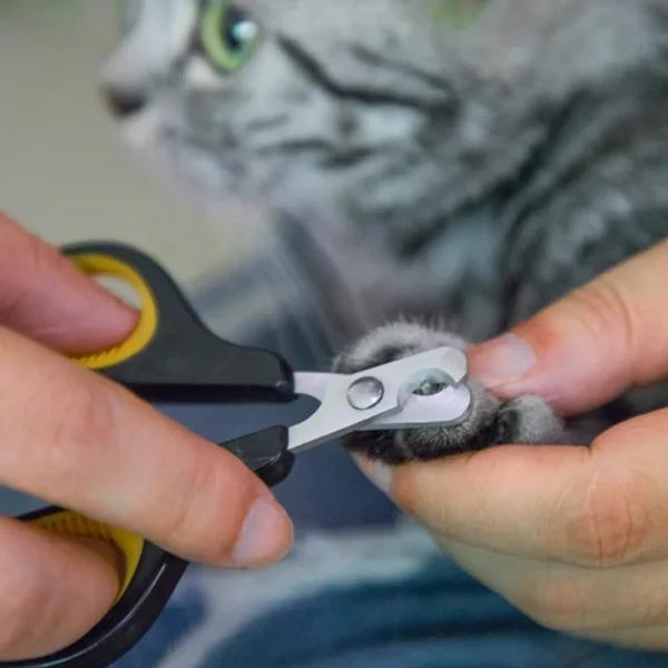 10001 Pet owner using stainless steel cat nail clippers on a cat at home