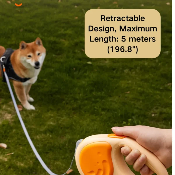10002 Small dog controlled by heavy-duty retractable leash outdoors