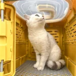 10002 Pet cat resting inside collapsible hard-sided pet crate outdoor scene