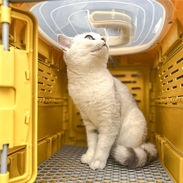 10002 Pet cat resting inside collapsible hard-sided pet crate outdoor scene