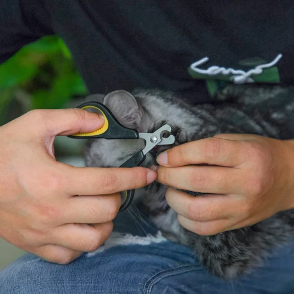 10002 Pet owner using stainless steel cat nail clippers on a cat at home