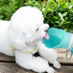 Demonstration of collapsible silicone pet water bottle in use for dog hydration during travel