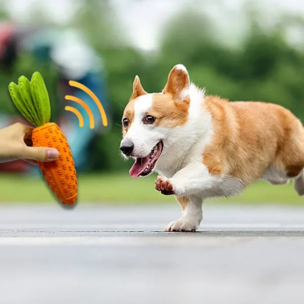 10005 Dog playing with carrot-shaped rubber squeaky chew toy indoors