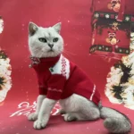 cute Christmas Cat sweater red