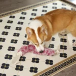 10010 Dog playing with plush rope chew toy – wholesale interactive pet supplies for retailers