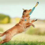 10001 Training and exercise play with durable tug rope dog toy