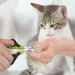 10001 Pet groomer using stainless steel nail clippers on a cat – wholesale pet grooming supplies