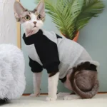 10003 Cat wearing cotton sweatshirt indoors – wholesale pet apparel for grooming salons and pet boutiques