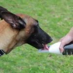 10003 Dog drinking from portable outdoor pet water bottle during walk