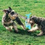 Dog playing with shark chew toy with rope for interactive chewing and fetching