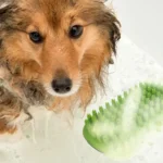 Dog being bathed with green massage pet bath brush