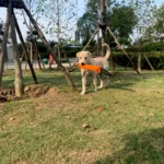 Dog playing tug of war with durable training tug toy