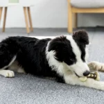 10004 Dog playing with durable chew bone toy for teeth cleaning and stress relief