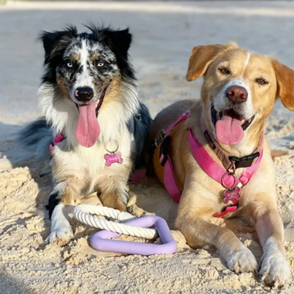 10005 Dog playing with triangle TPR tug toy with cotton rope – interactive training toy for pets