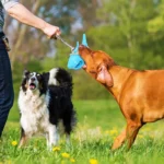 10006 Dog playing with shark chew toy with rope for interactive chewing and fetching