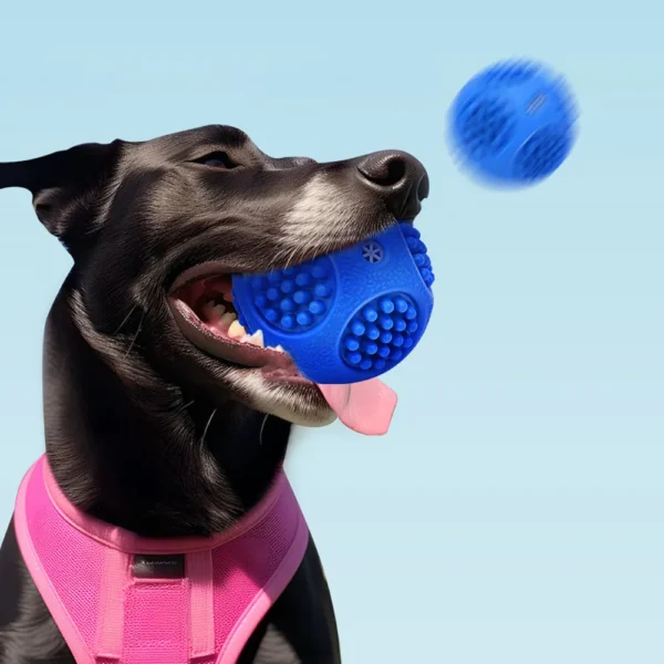 10007 Dog playing fetch with floating squeaky TPR chew ball outdoors