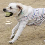 10007 Interactive squeaky plush dog ball toy for chewing and fetching