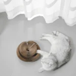 01082159fe644d195c82362e43c3e762 Cat playing with accordion interactive scratching board with bell