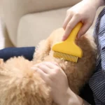 Groomer using ergonomic pet grooming rake to remove loose fur from cat or dog coat