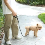Pet owner walking dog using reflective rope leash with padded handle during outdoor walk