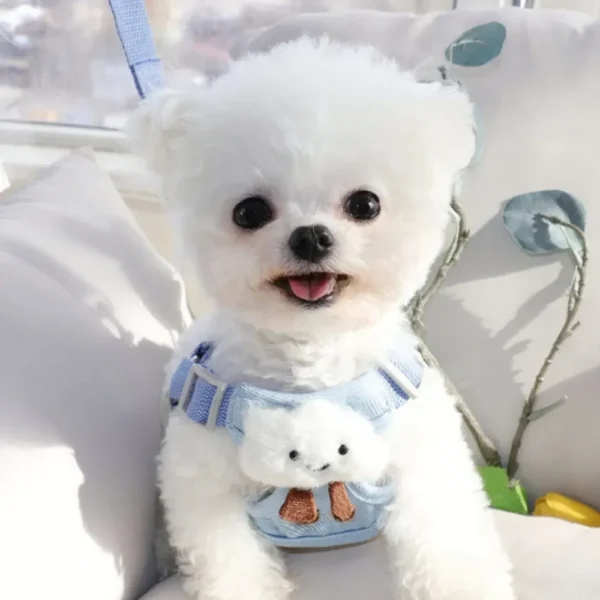 10006 Small dog wearing the escape-proof harness during outdoor walk.