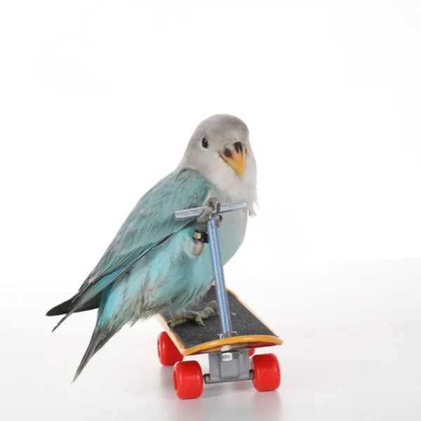Parrot intelligence training scooter skateboard toy with alloy stand for bird balance training