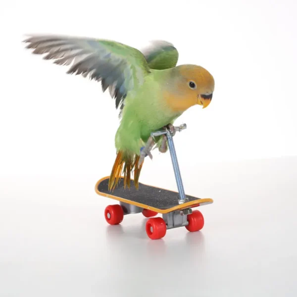 10007 Bird intelligence training skateboard toy demonstrating balance and behavior enrichment