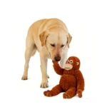 10008 Orangutan Plush Toy in Professional Pet Grooming Salon Waiting Area